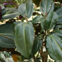 Miconia calvescens DC.